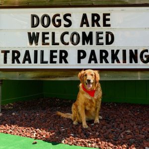 Golden retriever who is the goodest boi, sitting in front of a sign that says 'dogs are welcomed' at Welsh's Motel
